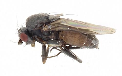 Limosininae